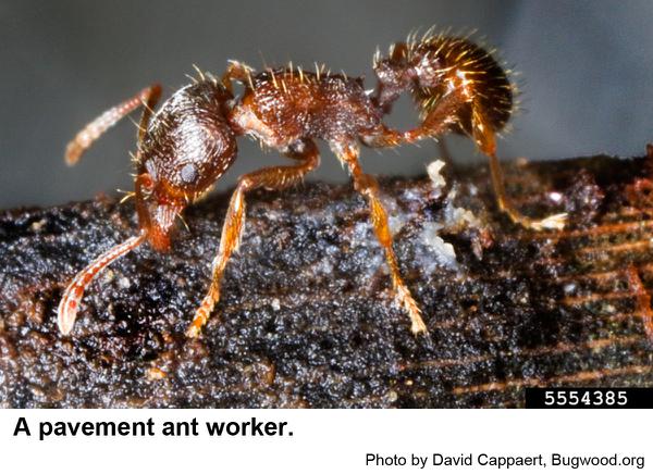 pavement ant worker